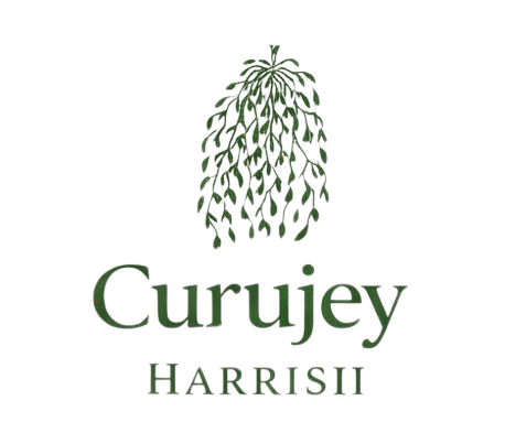 Curujey Harrisii